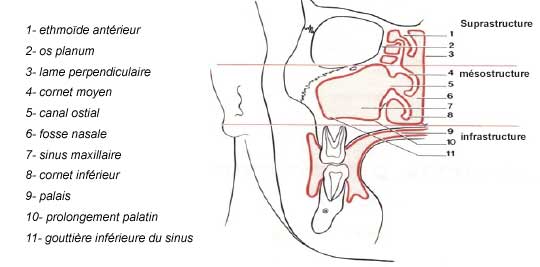 Anatomie topographique du sinus maxillaire et dents antrales.