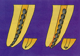 Fig.2 : Transport externe (LASFARGUES, 97)