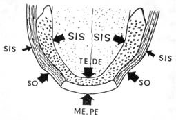Fig. 7 : Les phonèmes modelants selon les régions (d'après SAMOIAN) (11) 