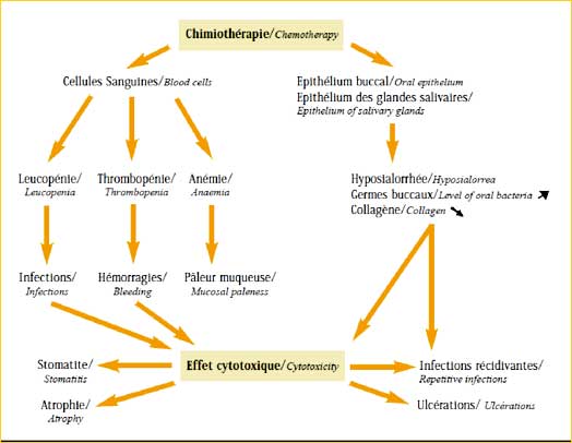 Fig 1 : Effets de la chimiothérapie sur les différentes cellules de l’organisme (6)