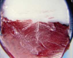 Fig.19 : Tracé de l'arc gothique Fig.19 : Tracé de l'arc gothique