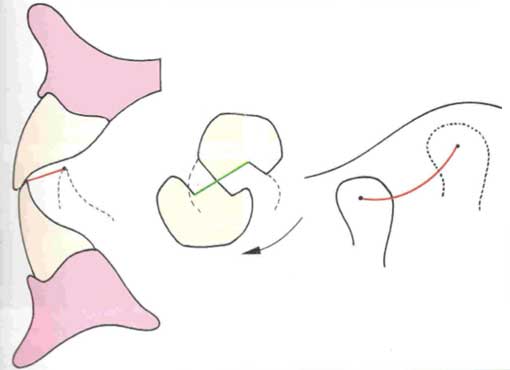 Fig.7 : Schéma occlusal idéal de la propulsion en prothèse complète (16) 