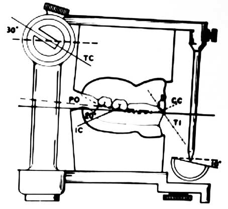 Fig.8 : Facteurs régissant l'articulation des dents selon Hanau (18) 