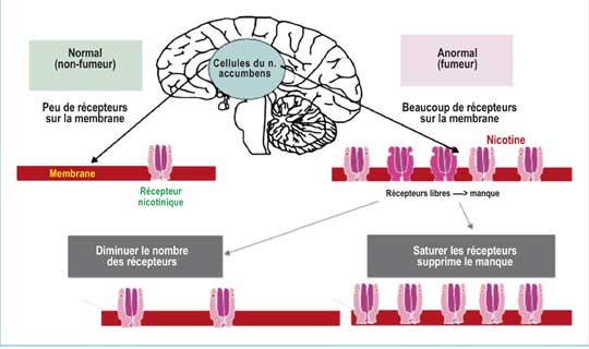 Abord du fumeur : identifier les idées fausses et les freins au sevrage  tabagique - Réalités Cardiologiques