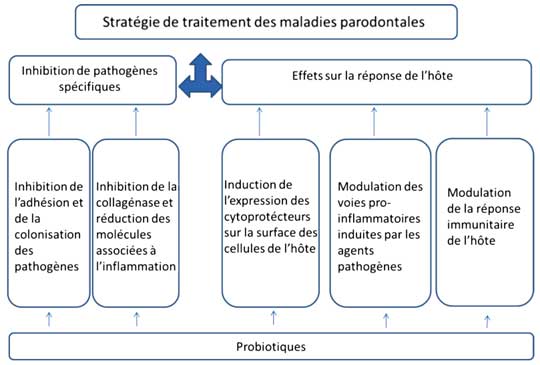 probiotiques