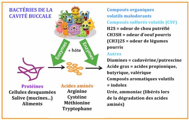 Mécanisme de production des molécules malodorantes à l’origine de l’halitose d’après Bisson et al 2016