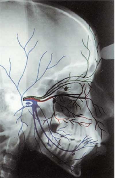 Les techniques d’anesthésie locale en odontologie                  