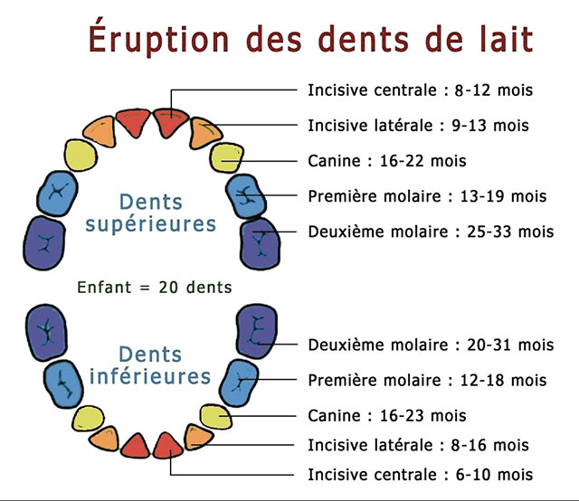 L Evolution Des Dents De Lait De Votre Enfant Ma Sante Bucco Dentaire