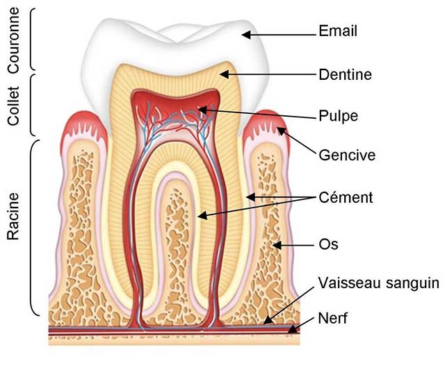 L’anatomie d’une dent