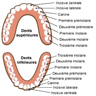 types de dents