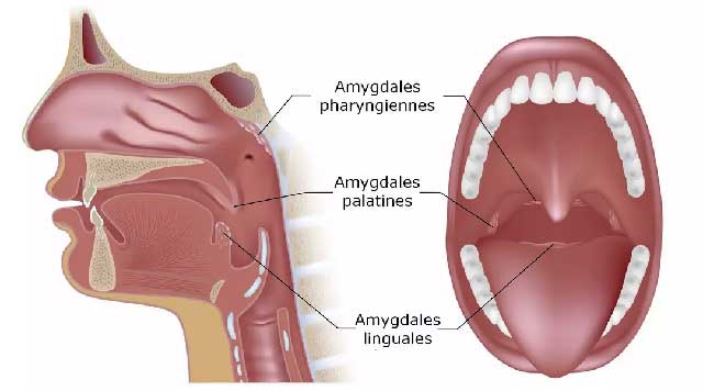Amygdales palatines : Ce qu'il faut savoir